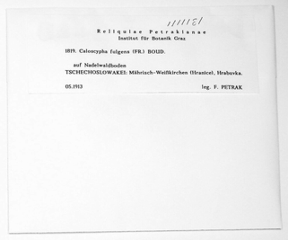 Caloscyphaceae image